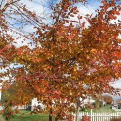 Location: Downingtown, Pennsylvania
Date: 2008-11-07
young planted tree in sun in fall color