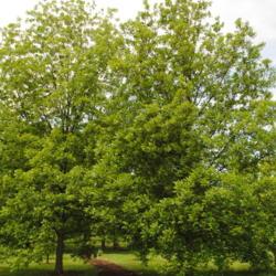 Location: Morton Arboretum in Midwest Collection in Lisle, IL
Date: 2015-06-19
two mature trees