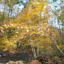 Location: southeast Pennsylvania
Date: 2014-10-17
wild tree in fall color