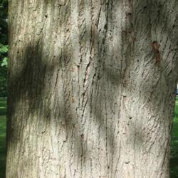 Location: Kerr Park in Downingtown, Pennsylvania
Date: 2008-08-26
lower trunk bark