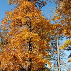 Location: Smyrna Rest Station off Rt #1 in Delaware
Date: 2016-11-18
looking up the tree in fall color