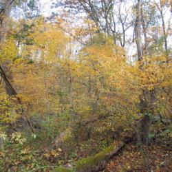 Location: along Brandywine Creek in southeast PA
Date: 2014-10-17
wild trees in forest