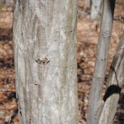 Location: southeast Pennsylvania
Date: 2010-03-16
portion of a trunk(s)