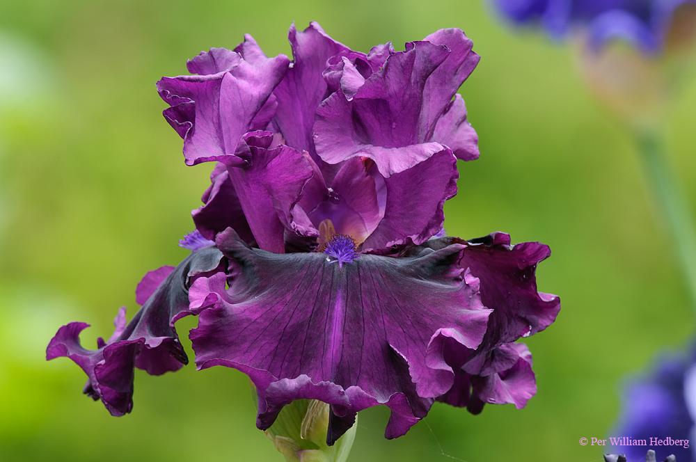 Photo of Tall Bearded Iris (Iris 'Purple Serenade') uploaded by William