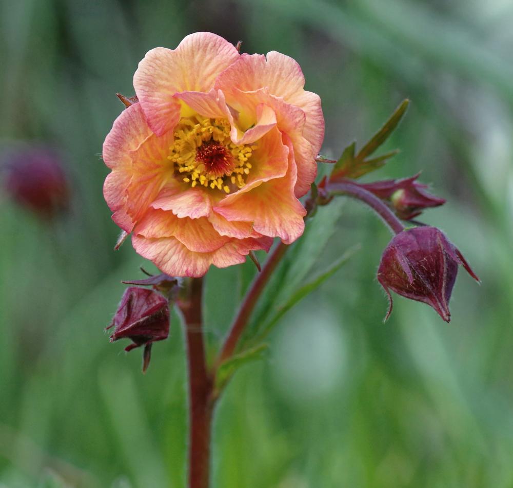 Photo of Grecian Rose (Geum Cocktails™ Mai Tai) uploaded by dirtdorphins