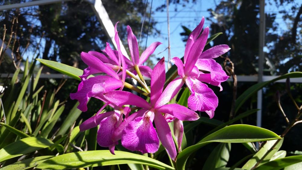 Photo of Orchid (Brassocatanthe Punakea) uploaded by dyzzypyxxy