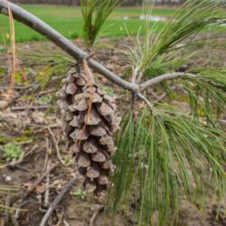 Location: Clinton, Michigan 49236
Date: 2016-04-02
"Pinus strobus 'Pendula' , 2016, Weeping White Pine, PYE-nus STRO