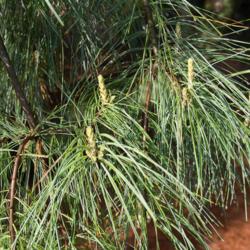 Location: Clinton, Michigan 49236
Date: 2015-05-09
Pinus strobus 'Pendula' Weeping White Pine PLTD 1985