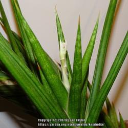 
Date: 2017-11-24
 Emerging flower stem
