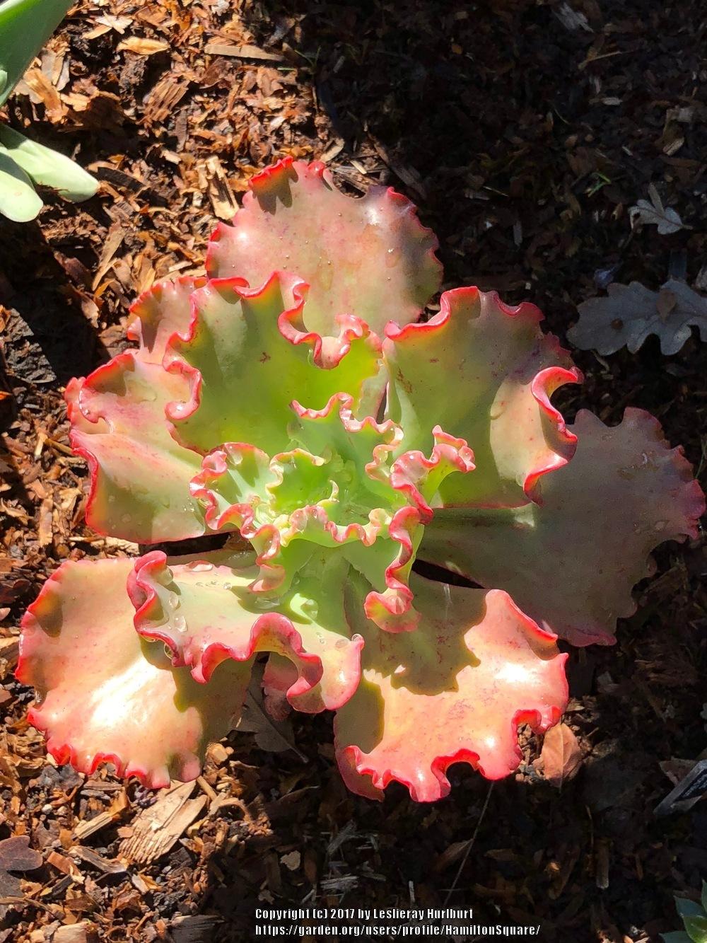 Photo of Echeveria 'Red Ruffle' uploaded by HamiltonSquare