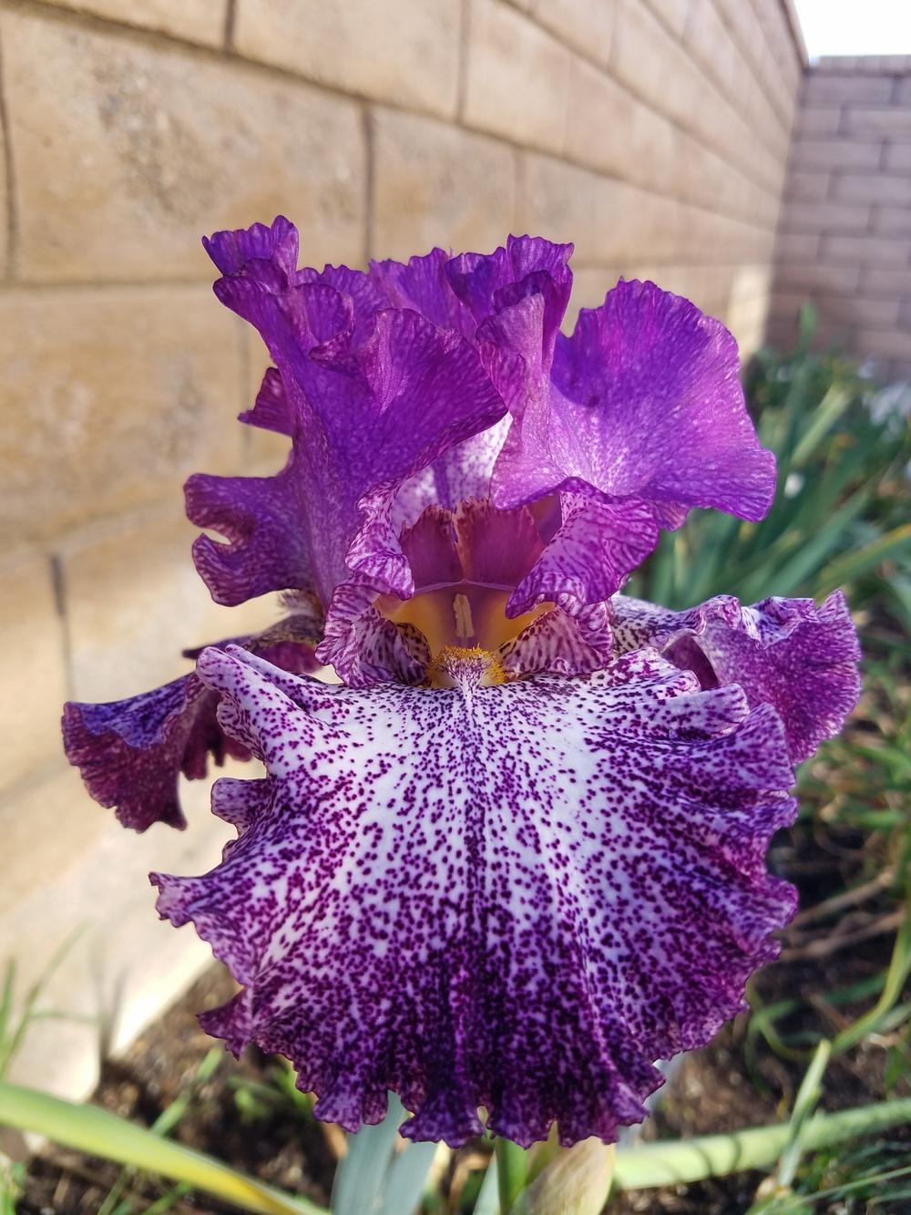 Photo of Tall Bearded Iris (Iris 'Autumn Explosion') uploaded by MZiris