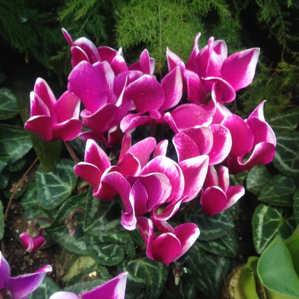 Photo of Florist's Cyclamen (Cyclamen persicum) uploaded by csandt