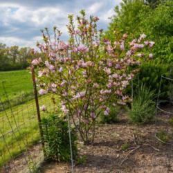 Location: Clinton, Michigan 49236
Date: 2017-05-13
"Magnolia 'Jane', 2017, [Magnolia], mag-NOLE-yuh, 12x10 ft #Tree,