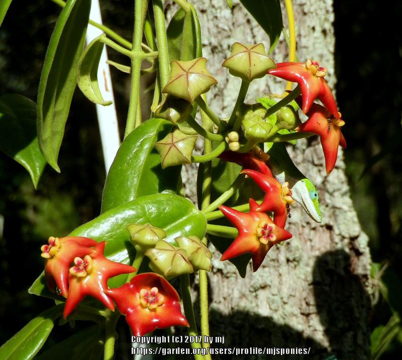 Photo of Wax Plant (Hoya 'Optimistic') uploaded by mjsponies