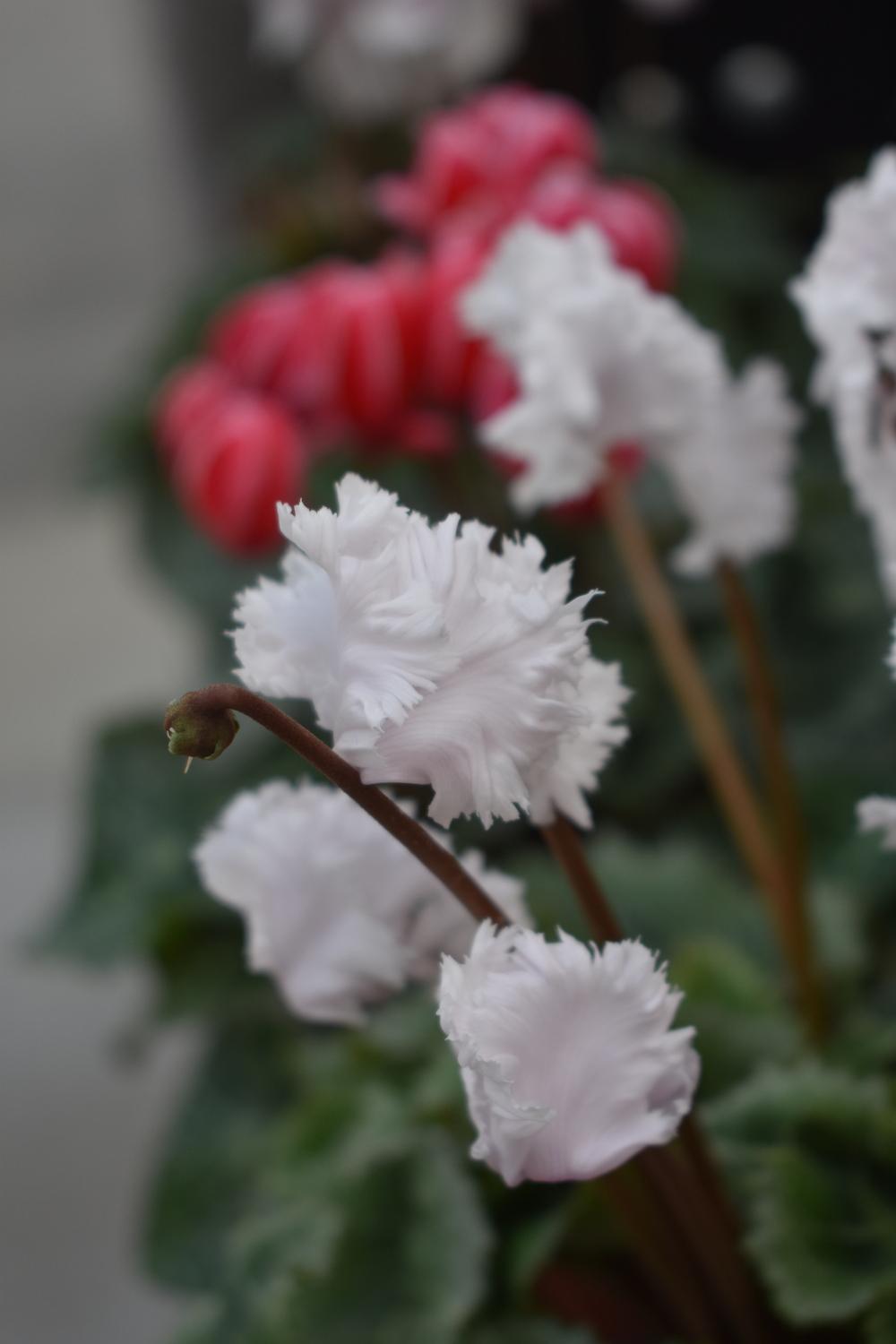Photo of Florist's Cyclamen (Cyclamen persicum) uploaded by pixie62560