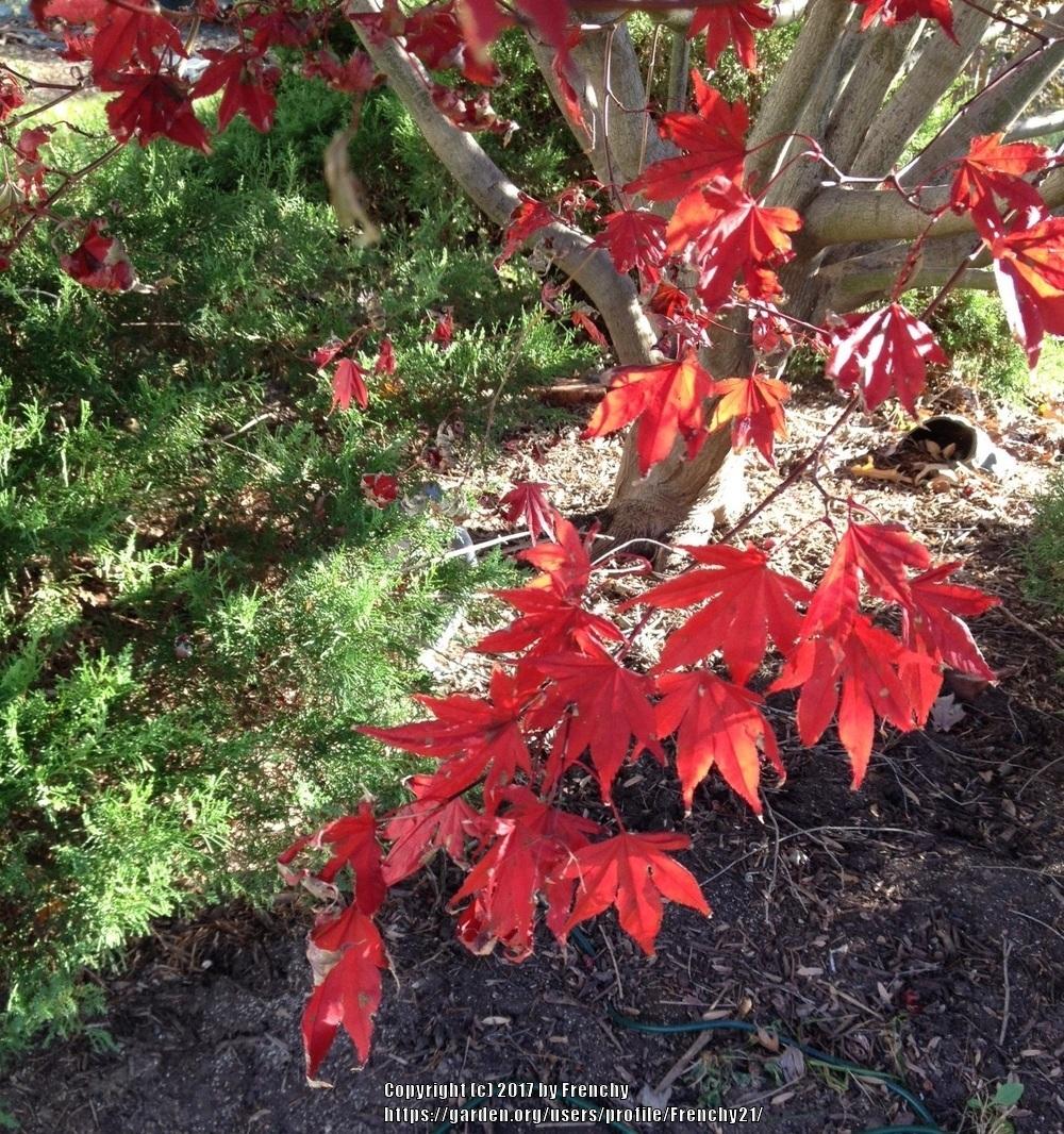 Photo of Japanese Maple (Acer palmatum var. amoenum 'Bloodgood') uploaded by Frenchy21