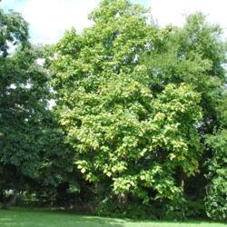 Location: southeast Pennsylvania
Date: 2011-08-16
a catalpa tree with other pioneer trees