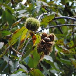 Location: Tyler Arboretum in southeast PA
Date: 2011-09-18
nuts on a tree in chestnut trial nursery