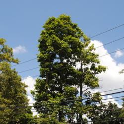 Location: southeast Pennsylvania
Date: 2011-07-17
an upright tree