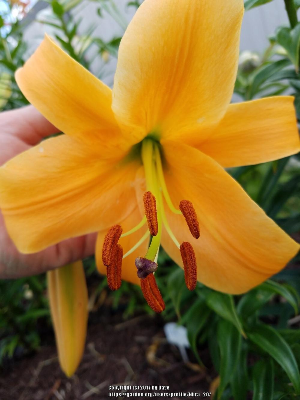 Photo of Lily (Lilium 'Orange Space') uploaded by Nhra_20