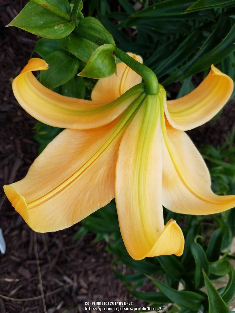 Photo of Lily (Lilium 'Orange Space') uploaded by Nhra_20