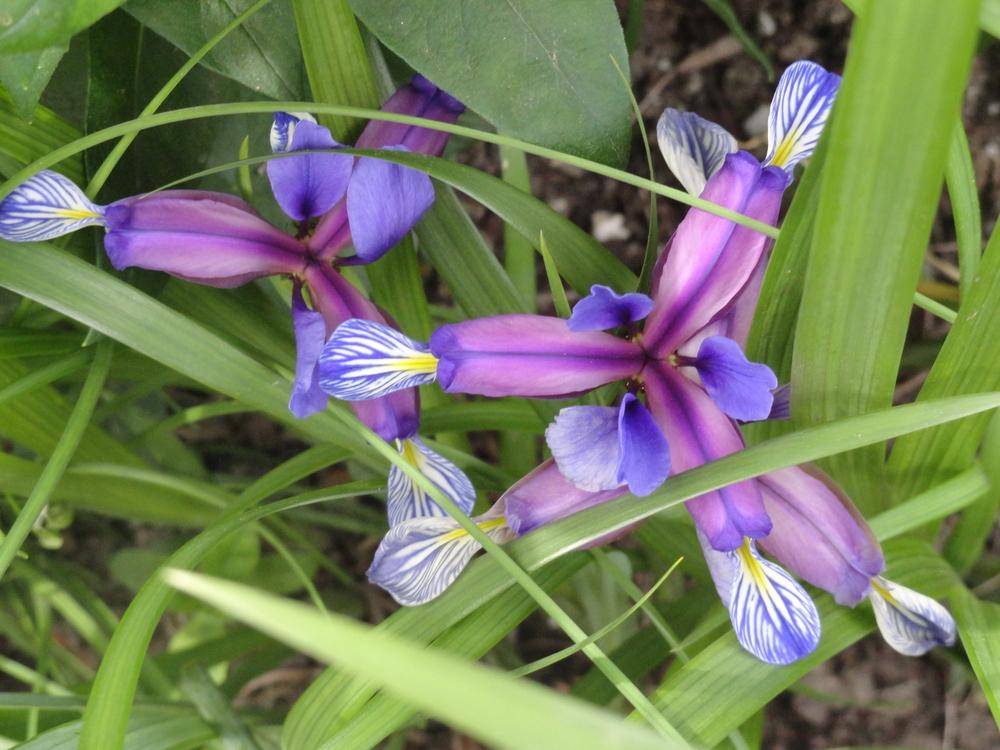 Photo of Species Iris (Iris graminea) uploaded by SunnyBorders