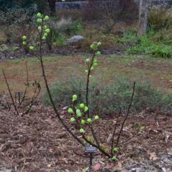 Location: Botanical Gardens of the State of Georgia...Athens, Ga
Date: 2017-11-25
Black Mission Fig 001