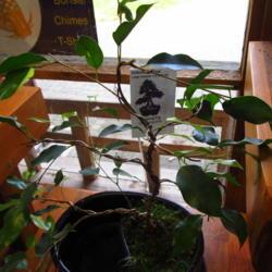 Location: Fort Worth Botanic
Date: 2017-11-18
bonsai