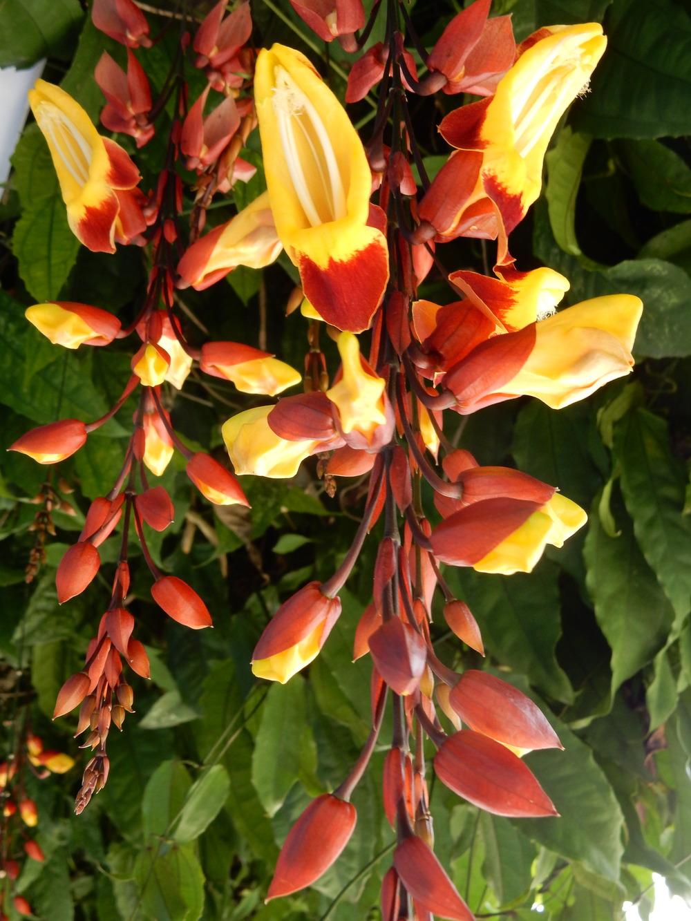 Photo of Mysore Trumpet Vine (Thunbergia mysorensis) uploaded by tofitropic