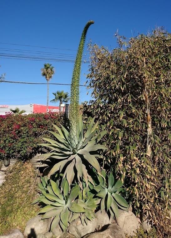 Photo of Foxtail Agave (Agave attenuata) uploaded by Baja_Costero