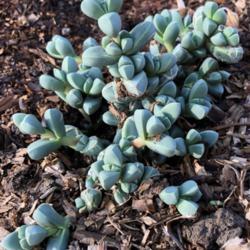 Location: Hamilton Square Garden, Historic City Cemetery, Sacramento CA.
Date: 2017-11-27
Newly planted in among a growing collection of interesting succul