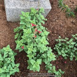 Location: Hamilton Square Garden, Historic City Cemetery, Sacramento CA.
Date: 2017-11-20
This was cut to the ground in Oct. to refresh the mulch and the p