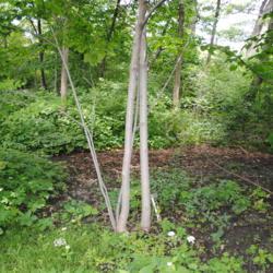 Location: west side of Morton Arboretum
Date: 2015-06-19
young trunks of a maturing tree