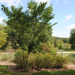 Location: Rare Illinois Plants in Morton Arboretum, Lisle, IL
Date: 2017-09-05
a young planted tree in a collection