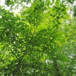 Location: west side of Morton Arboretum
Date: 2015-06-19
canopy of a maturing tree