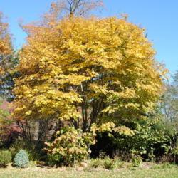 Location: West Chester, Pennsylvania
Date: 2011-11-07
full-grown tree in autumn