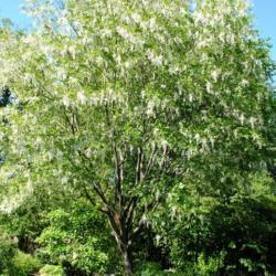 Location: West Chester, Pennsylvania
Date: 2010-05-10
full-grown tree in bloom