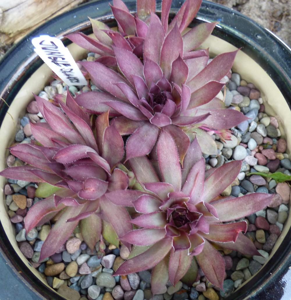 Photo of Hen and Chicks (Sempervivum 'Jungle Shadows') uploaded by MelissaHopper
