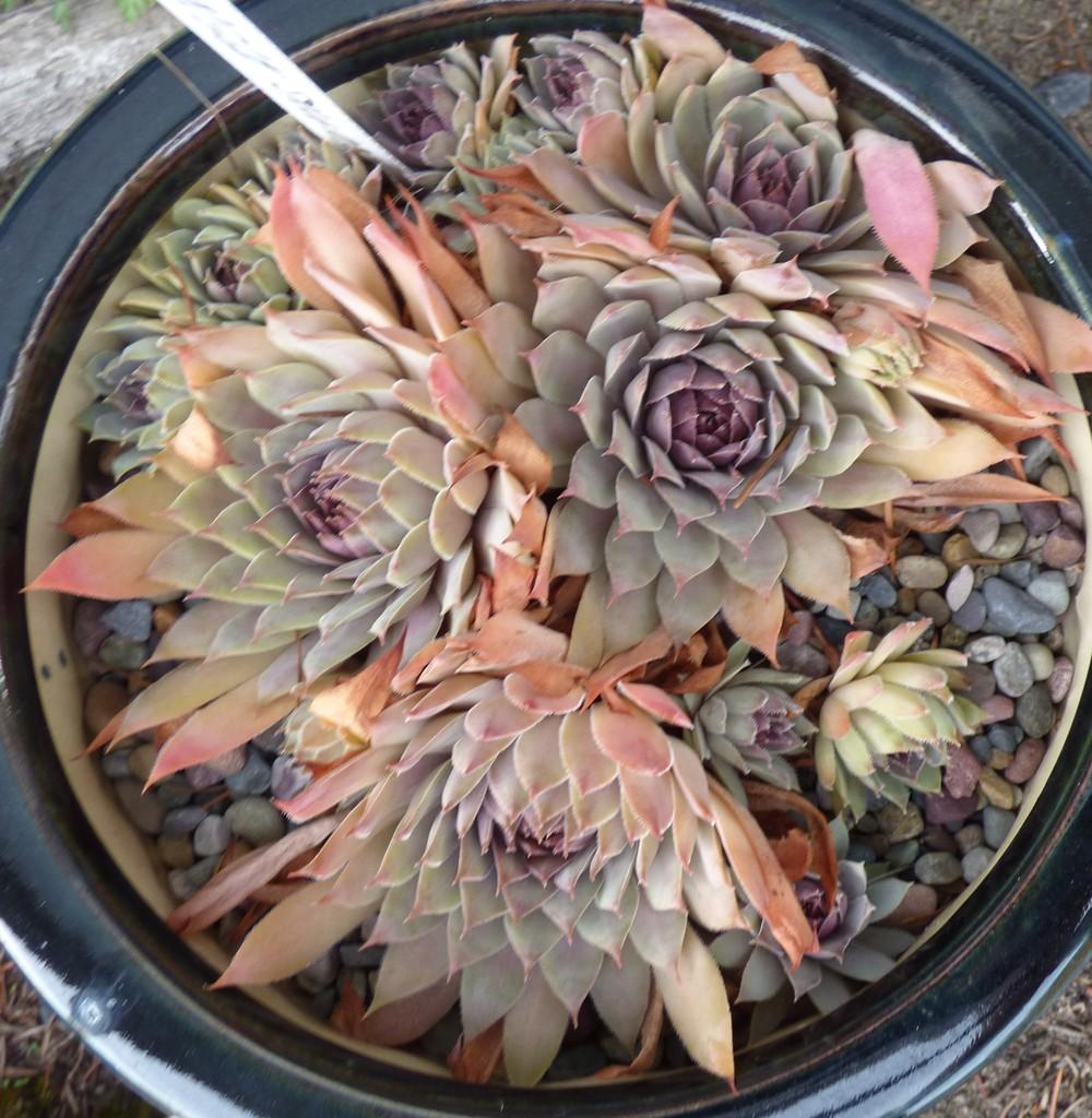 Photo of Hen and Chicks (Sempervivum 'Jungle Shadows') uploaded by MelissaHopper