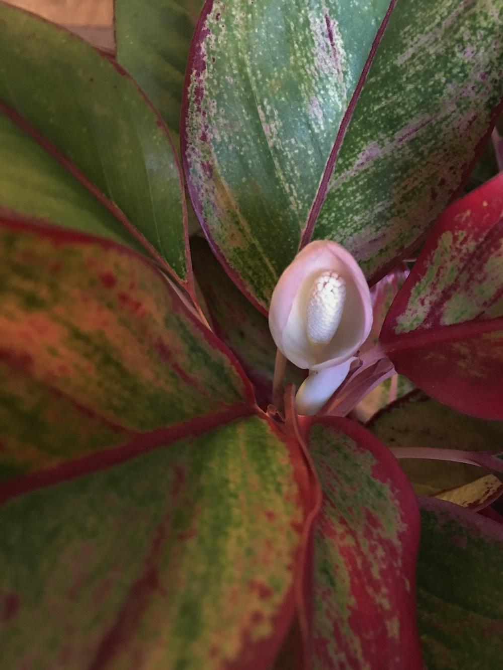 Photo of Chinese Evergreen (Aglaonema 'Siam Red') uploaded by PapaLeigh