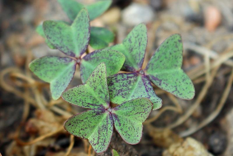 Photo of Violet Wood Sorrel (Oxalis violacea) uploaded by RuuddeBlock