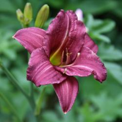 Location: My Garden, Ontario, Canada
Date: 2017-07-13
A very reliable older miniature daylily.