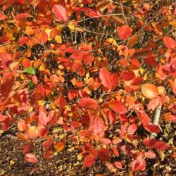 Location: Downingtown, Pennsylvania
Date: 2009-10-25
fall leaves of Tall Black Chokeberry (A. m. elata)