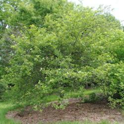 Location: Morton Arboretum in Lisle, IL
Date: 2015-06-19
mature tree in summer