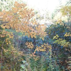 Location: Jenkins Arboretum in Berwyn, PA
Date: 2014-10-26
maturing shrubs with orangy-yellow fall color