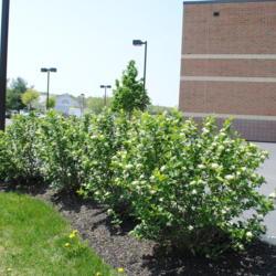 Location: Lionville, Pennsylvania
Date: 2015-05-07
regular Black Chokeberry in bloom