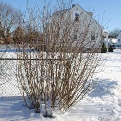 Location: Downingtown, Pennsylvania
Date: 2009-12-24
Tall Black Chokeberry (A. m. elata) in winter