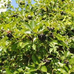 Location: Downingtown, Pennsylvania
Date: 2016-08-09
black fruit of Tall Black Chokeberry (A. m. elata)