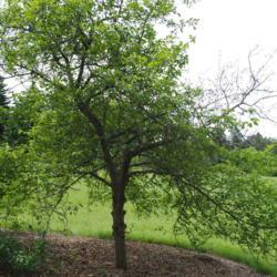 Location: Morton Arboretum in Lisle, Illinois
Date: 2015-06-19
mature tree from behind