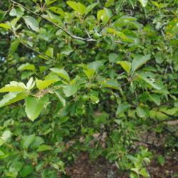 Location: Morton Arboretum in Lisle, Illinois
Date: 2015-06-19
foliage and some immature fruit